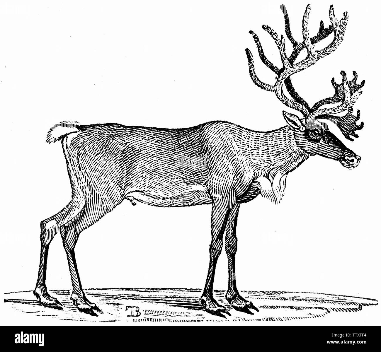 Couper du bois gravé, illustration tirée de 'Thomas Bewick 'une Histoire générale de quadrupèdes". Banque D'Images