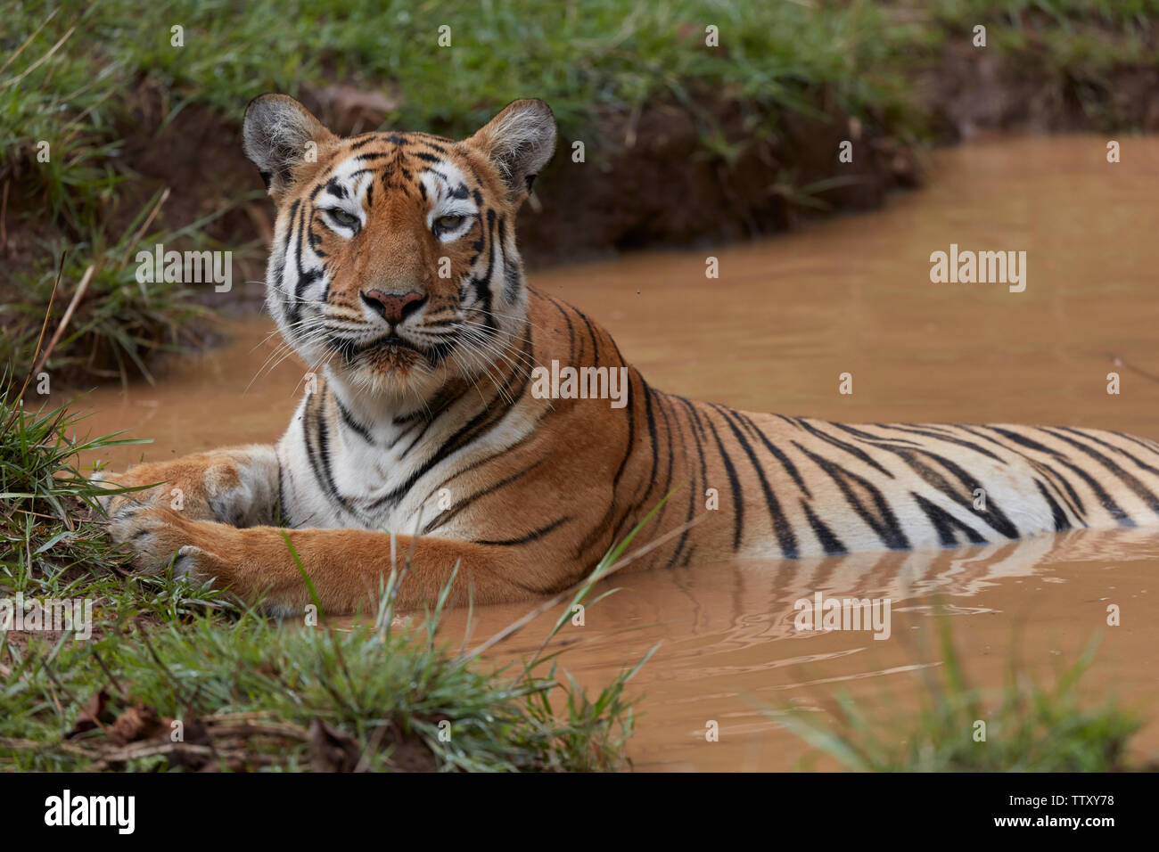 Tigresse du Bengale Maya au Tadoba forest, de l'Inde. Banque D'Images