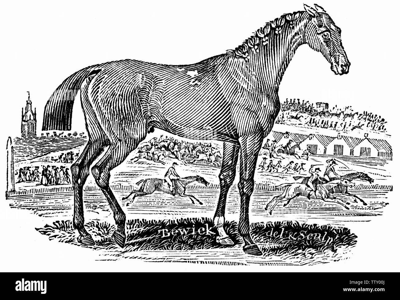 Couper du bois gravé, illustration tirée de 'Thomas Bewick 'une Histoire générale de quadrupèdes". Banque D'Images