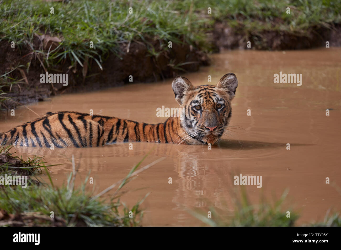 Maya Tigresse Cub dans un règlement de l'eau de refroidissement à l'arrêt de la mousson, des Forêts de l'Inde. Tadoba Banque D'Images