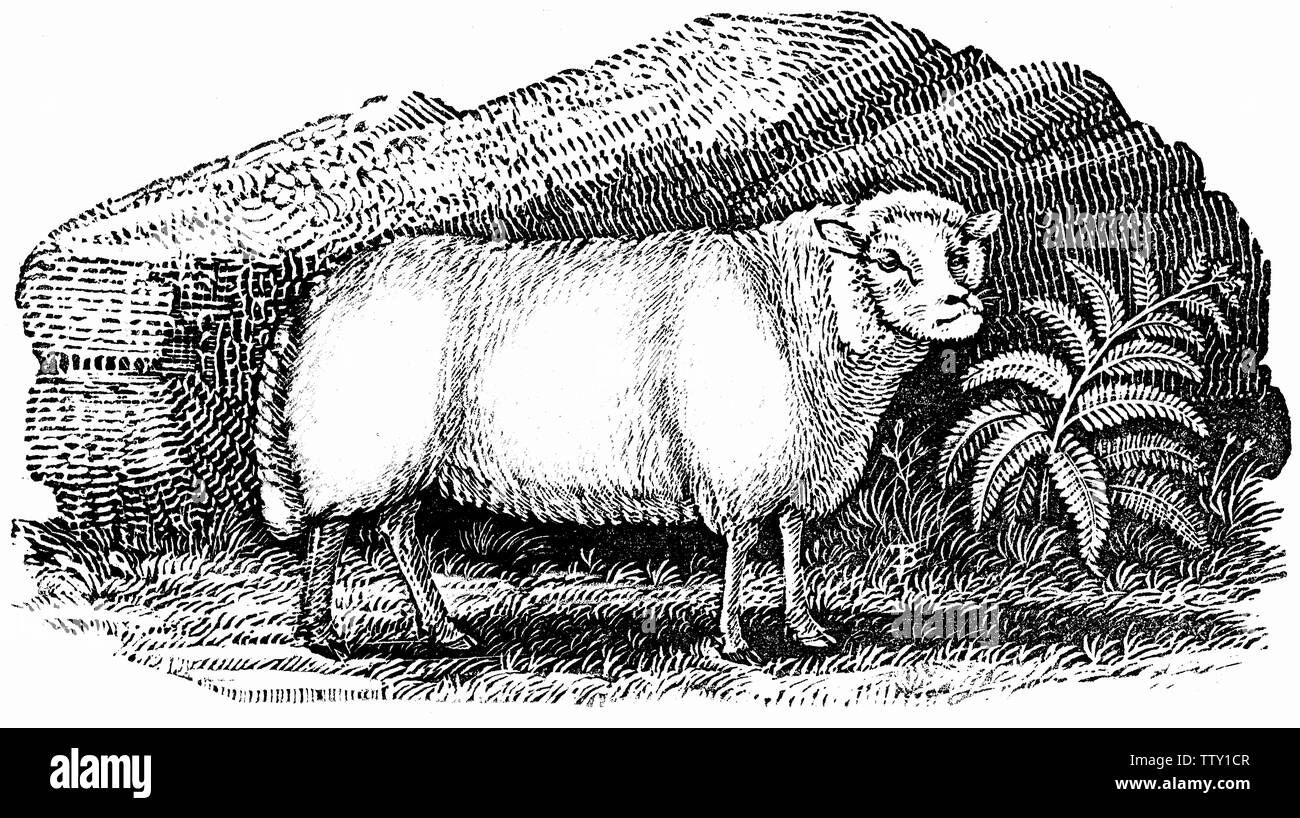 Couper du bois gravé, illustration tirée de 'Thomas Bewick 'une Histoire générale de quadrupèdes". Banque D'Images