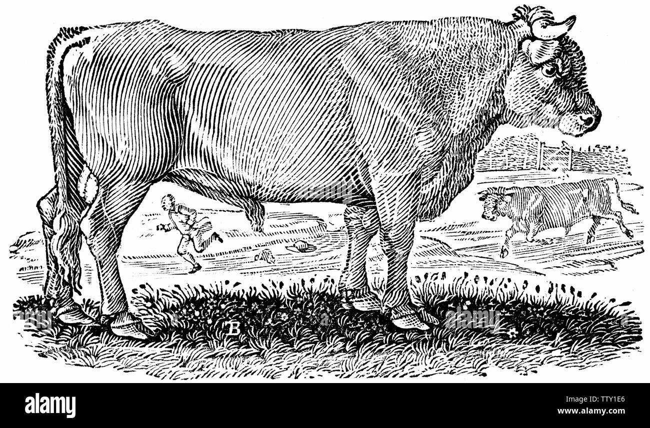 Couper du bois gravé, illustration tirée de 'Thomas Bewick 'une Histoire générale de quadrupèdes". Banque D'Images