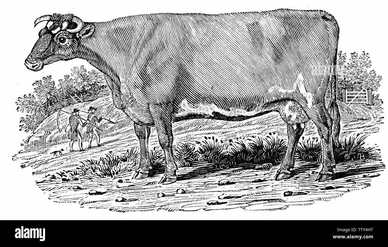 Couper du bois gravé, illustration tirée de 'Thomas Bewick 'une Histoire générale de quadrupèdes". Banque D'Images