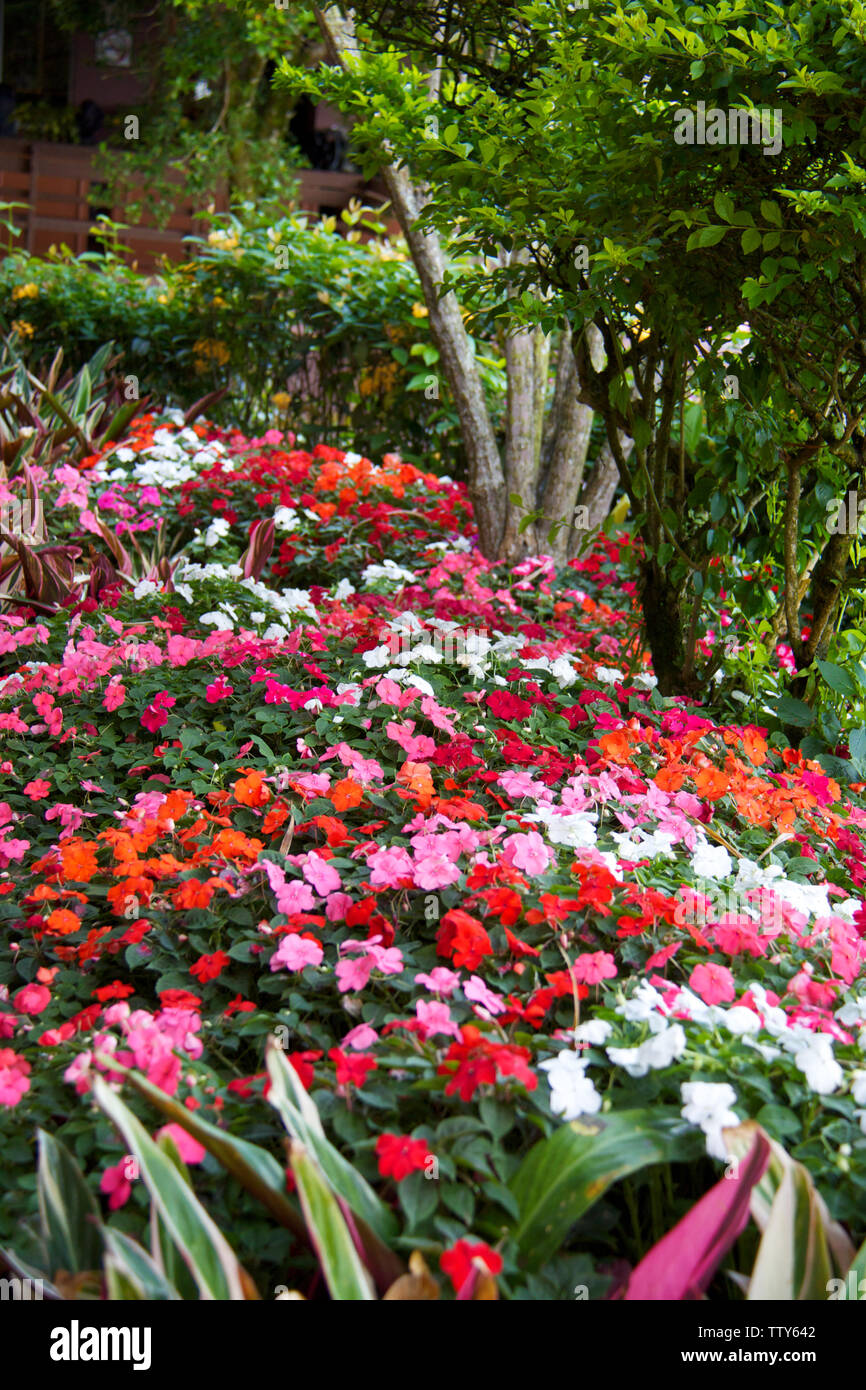 Fleurs colorées dans une pelouse, Malaisie Banque D'Images