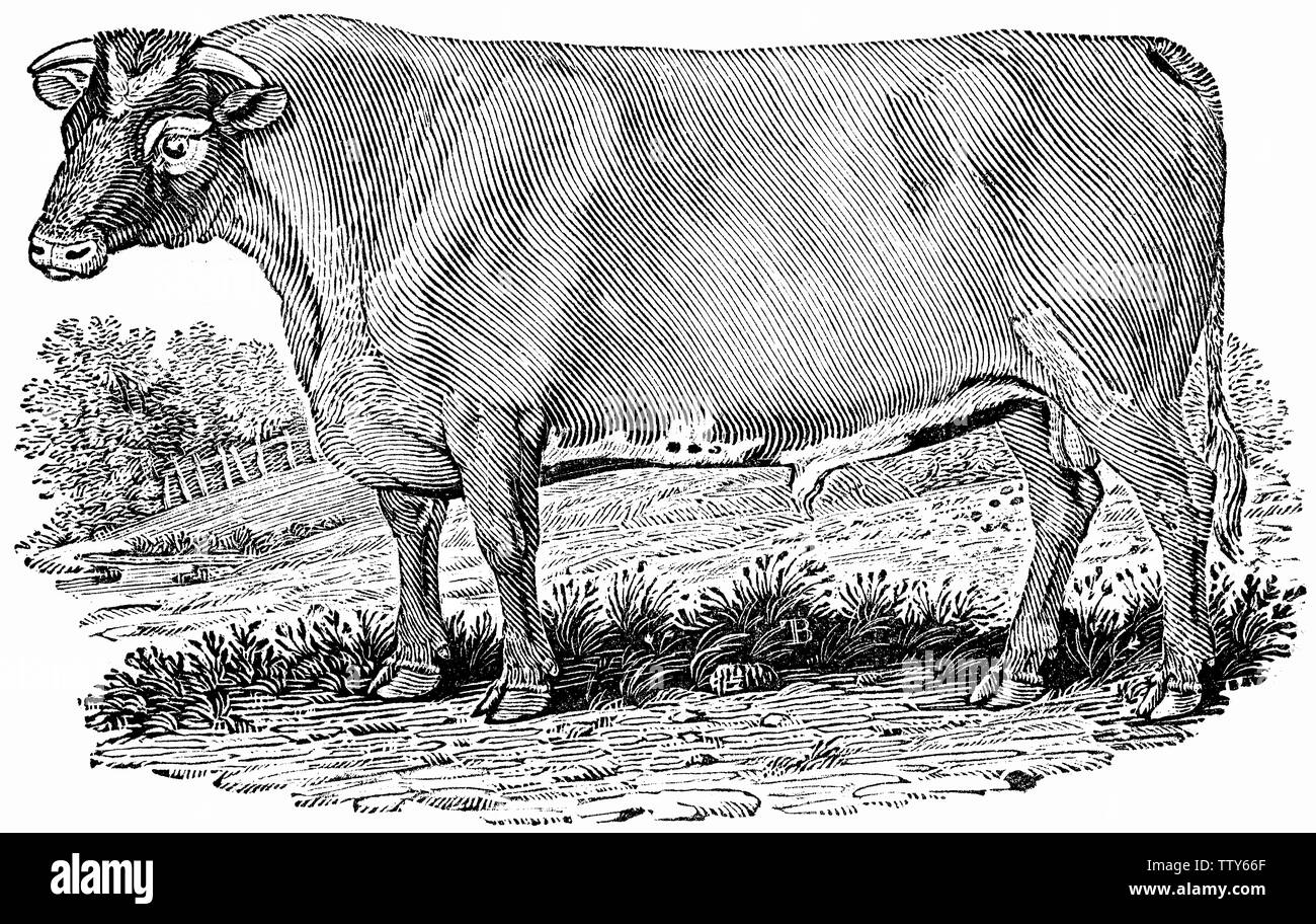 Couper du bois gravé, illustration tirée de 'Thomas Bewick 'une Histoire générale de quadrupèdes". Banque D'Images