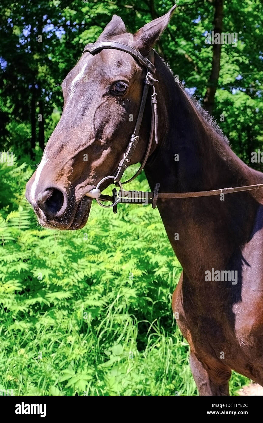 Akhal-Teke horse. Elevage de pur-sang, cheval muselière photo dans la nature Banque D'Images