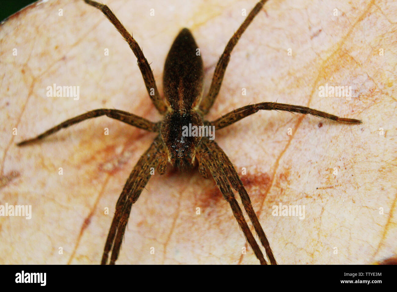 Micro-araignée le matin image stock. Image du araignée - 269269497