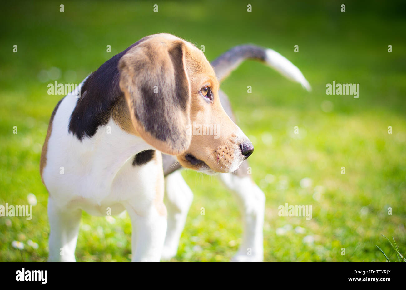 Portrait d'un chiot beagle chien sur le terrain Banque D'Images
