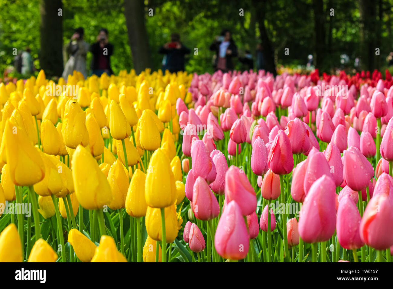 Détail de belles tulipes jaune et rose avec des personnes floues en arrière-plan. Fleurs tulipes sont de grandes attractions touristiques néerlandais et symbole de la Hollande. Pays-bas concept. Jardin, Parc. Banque D'Images