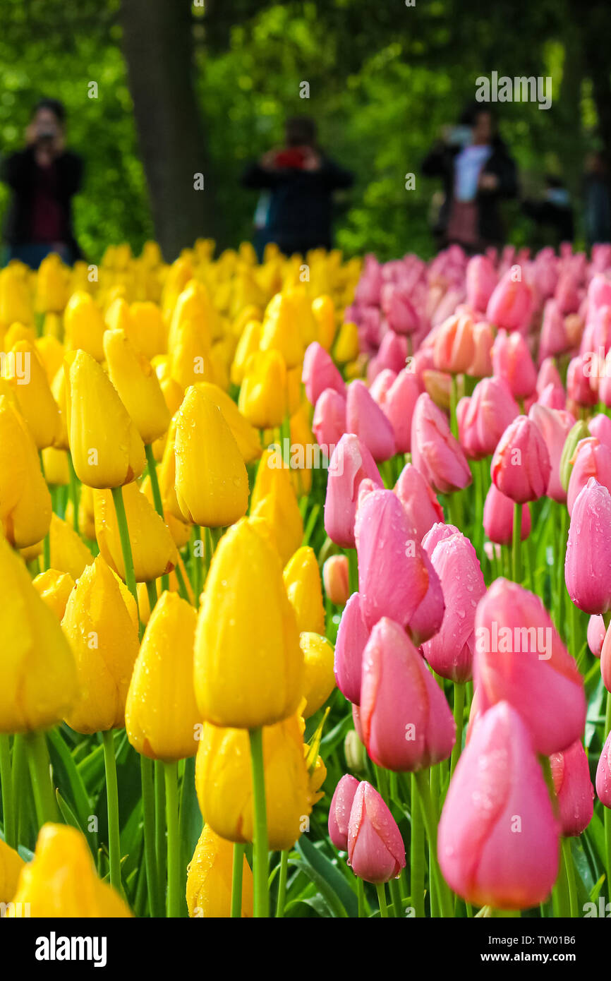 Close up photo de rose et jaune avec des fleurs tulipes touristes floues en arrière-plan. Les tulipes sont attraction touristique populaire en Hollande et symbole du pays. Concept aux Pays-Bas. Parcs, jardin. Banque D'Images