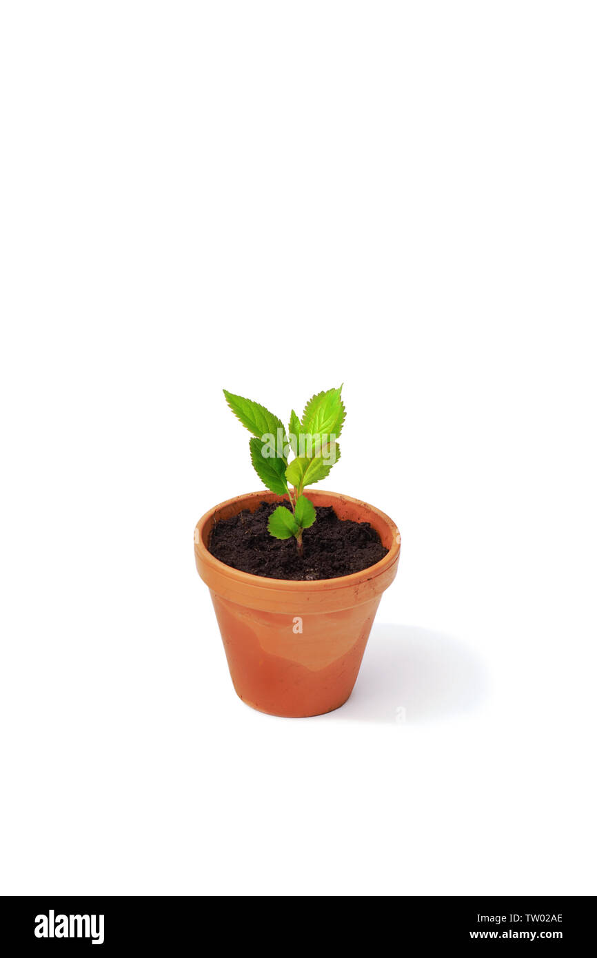 Portrait d'une plante en pot Banque D'Images