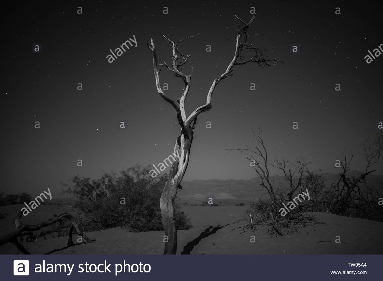 Flora Death Valley Photos Flora Death Valley Images Alamy