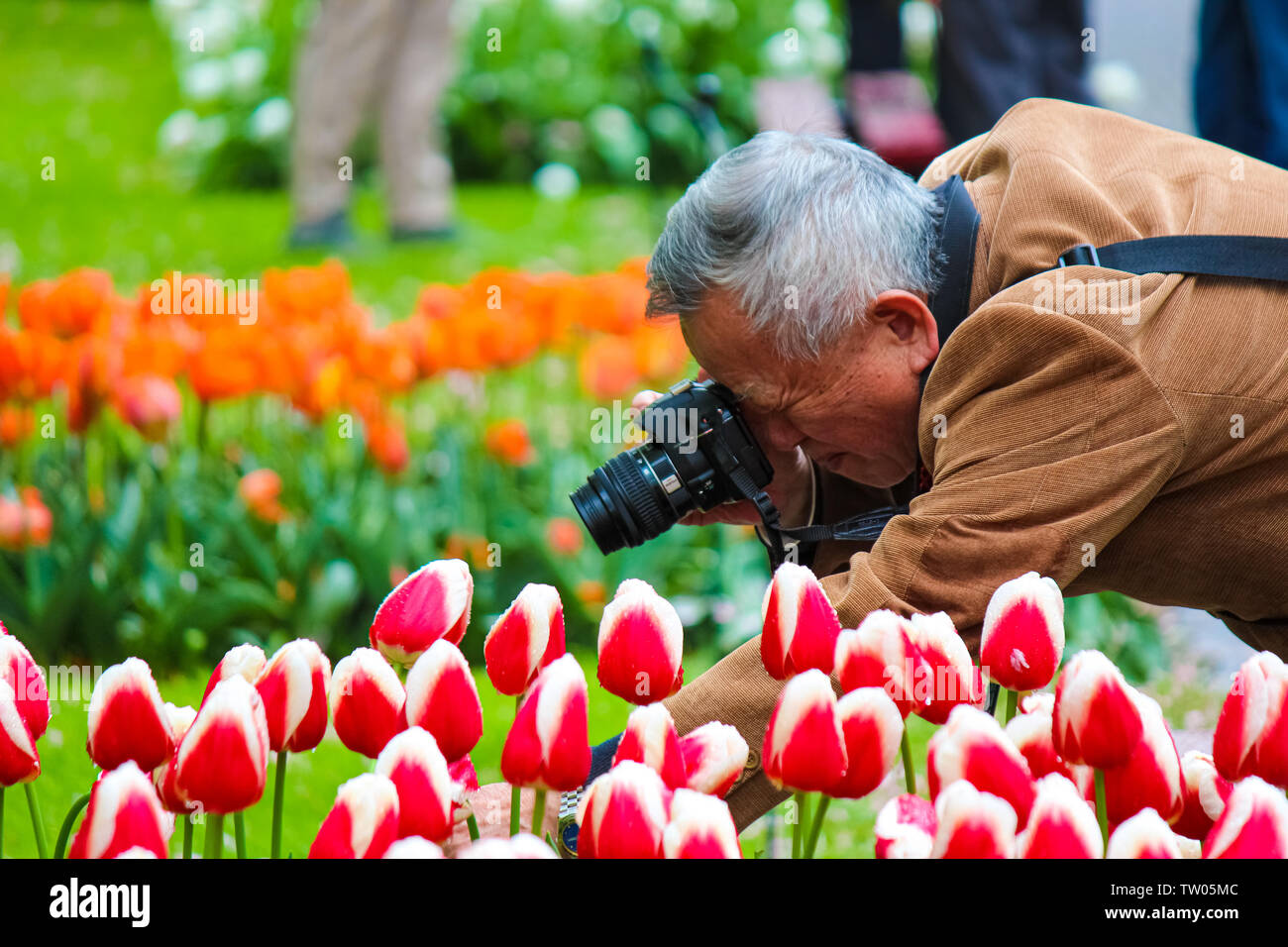 Keukenhof, Lisse, Pays-Bas - 28 Apr 2019 : Older Asian photographe touristique holding tulip flower macro et photo de tulipes. Célèbres jardins de Keukenhof se trouvent à une attraction touristique populaire. Passe-temps. Banque D'Images