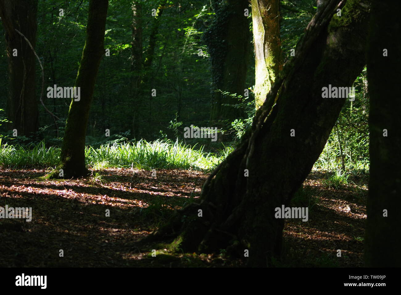Les troncs des arbres et l'Herbe de Hembury Woods sur une fin d'après-midi d'été. Ashburton, Dartmoor, Devon, UK. Banque D'Images