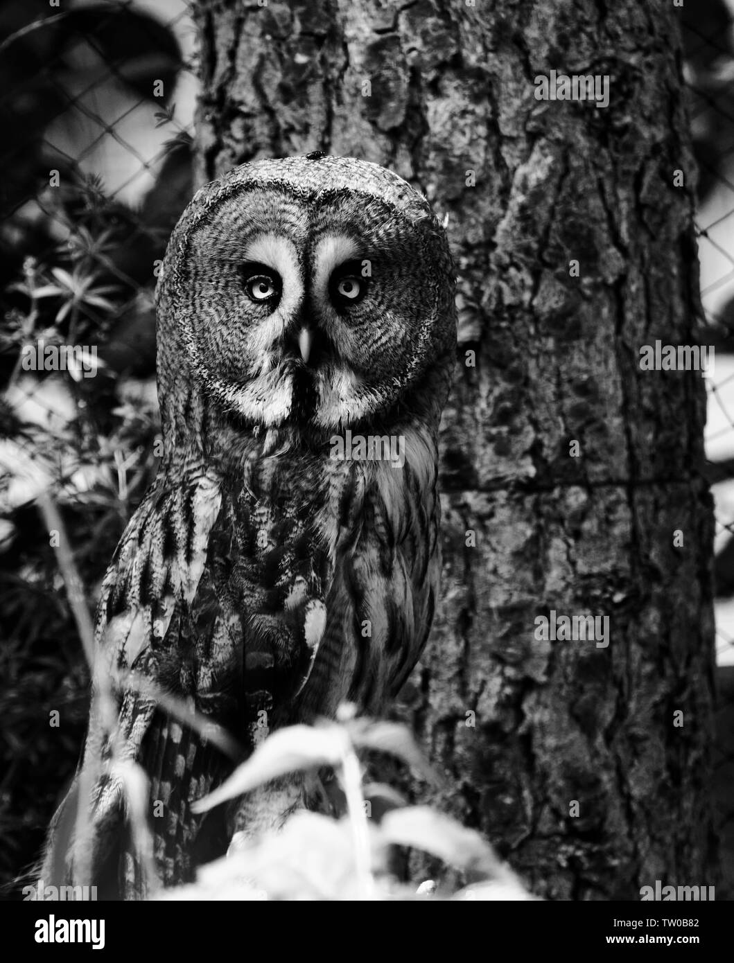 Chouette lapone en fauconnerie Harz en Allemagne. Banque D'Images