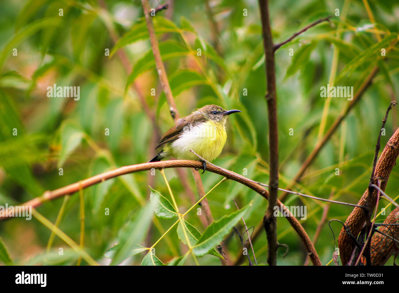 Peu spiderhunter Banque D'Images