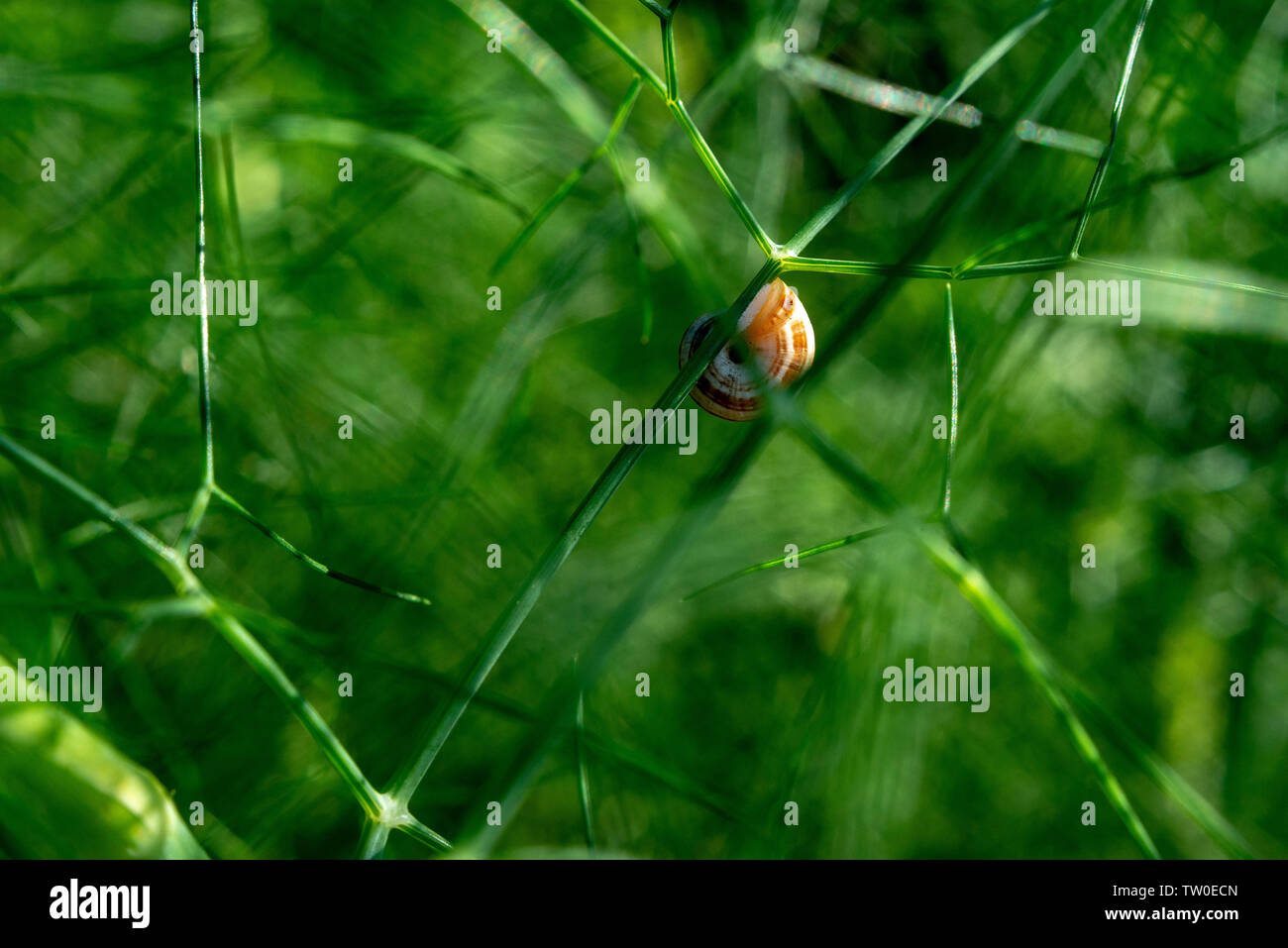 Petit escargot raisin vert sur les tiges d'aneth Banque D'Images