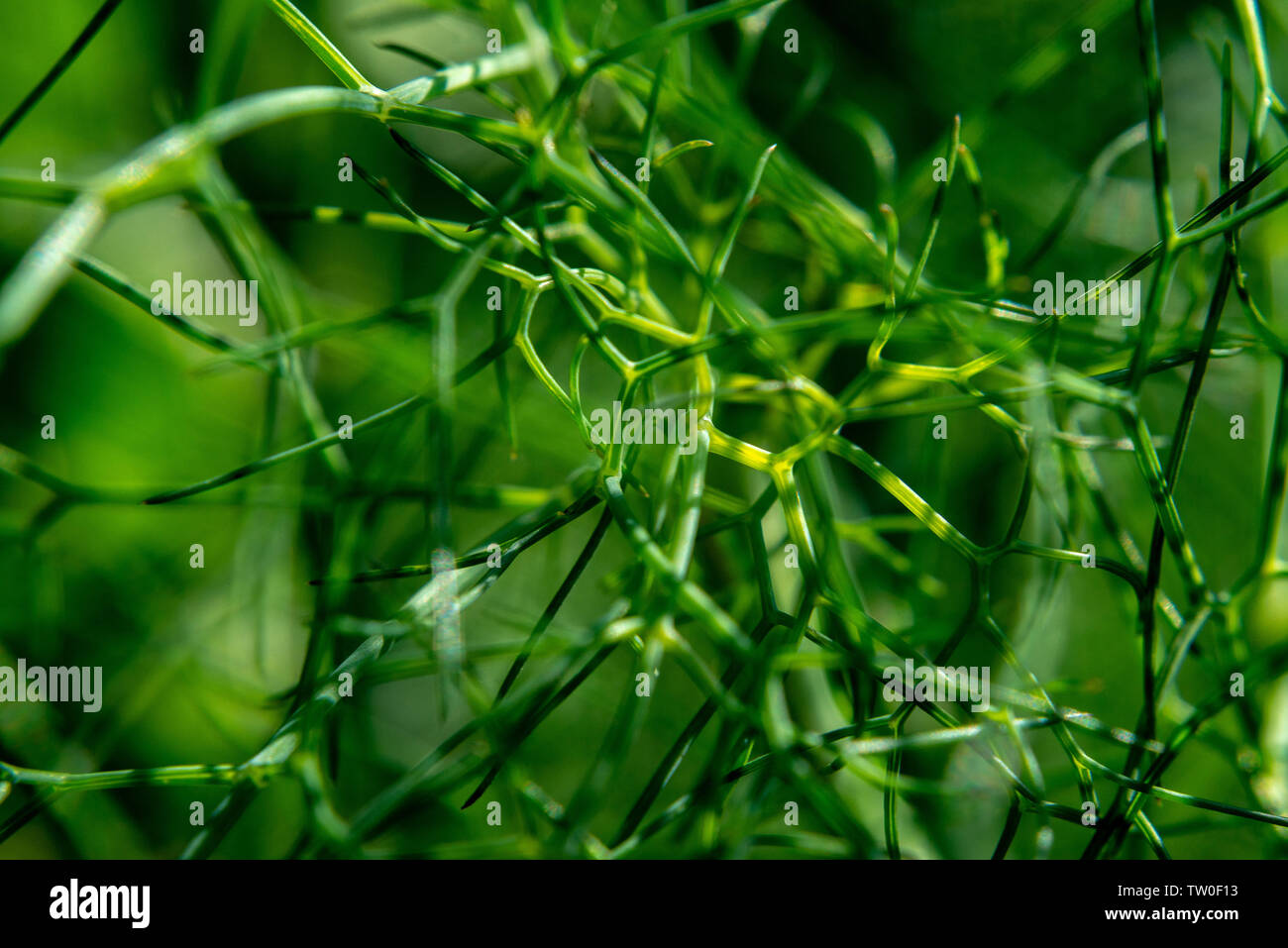 Petit escargot raisin vert sur les tiges d'aneth Banque D'Images