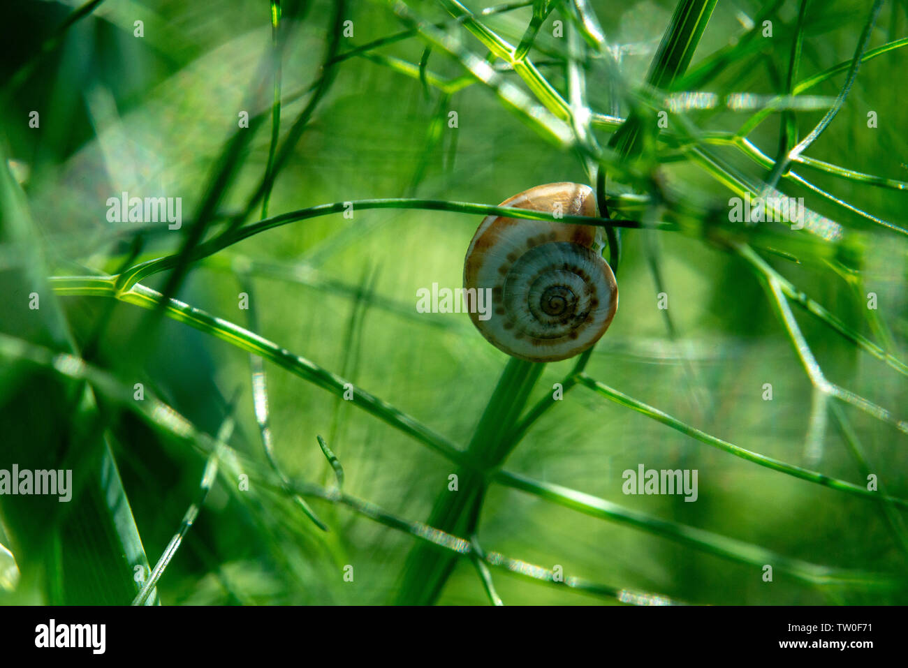 Petit escargot raisin vert sur les tiges d'aneth Banque D'Images