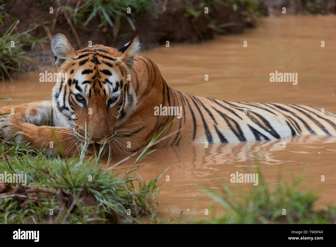 Tigresse du Bengale Maya au Tadoba forest, de l'Inde. Banque D'Images