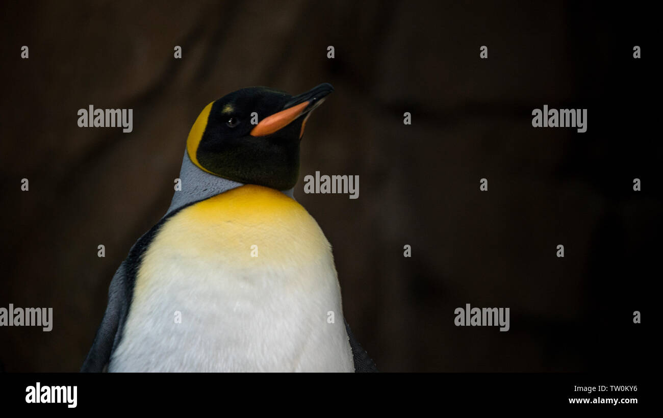 Visage gros plan de King Penguin en captivité. Aptenodytes patagonicus se reproduisent sur les îles subantarctiques au nord de l'Antarctique Banque D'Images