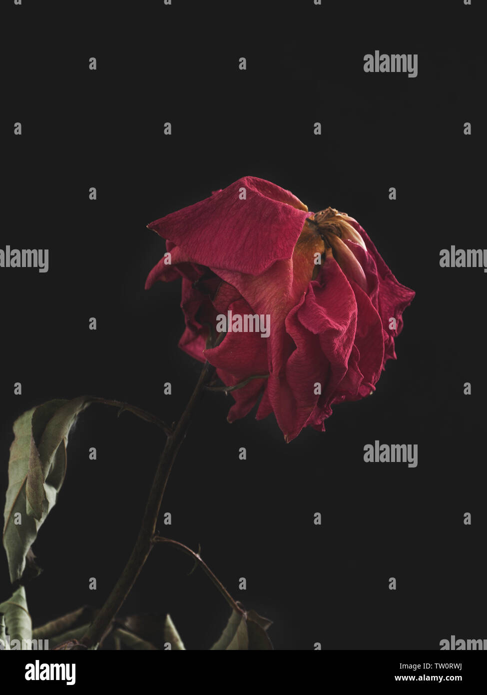 Rose séché sur fond sombre Banque D'Images