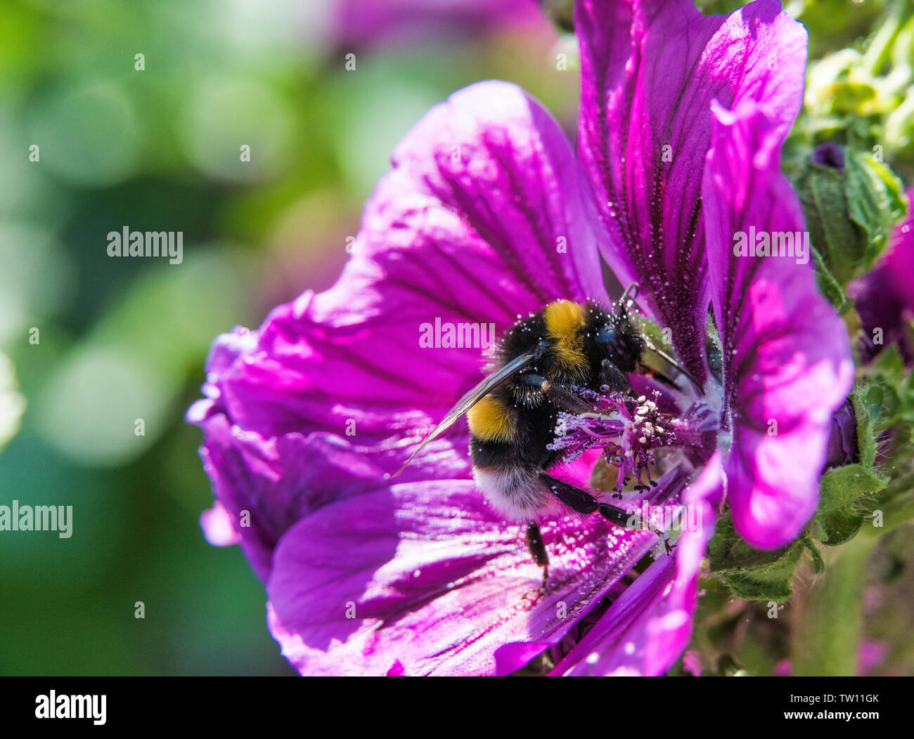 Bumblebee cherche du miel dans une fleur pourpre dans le jardin Banque D'Images