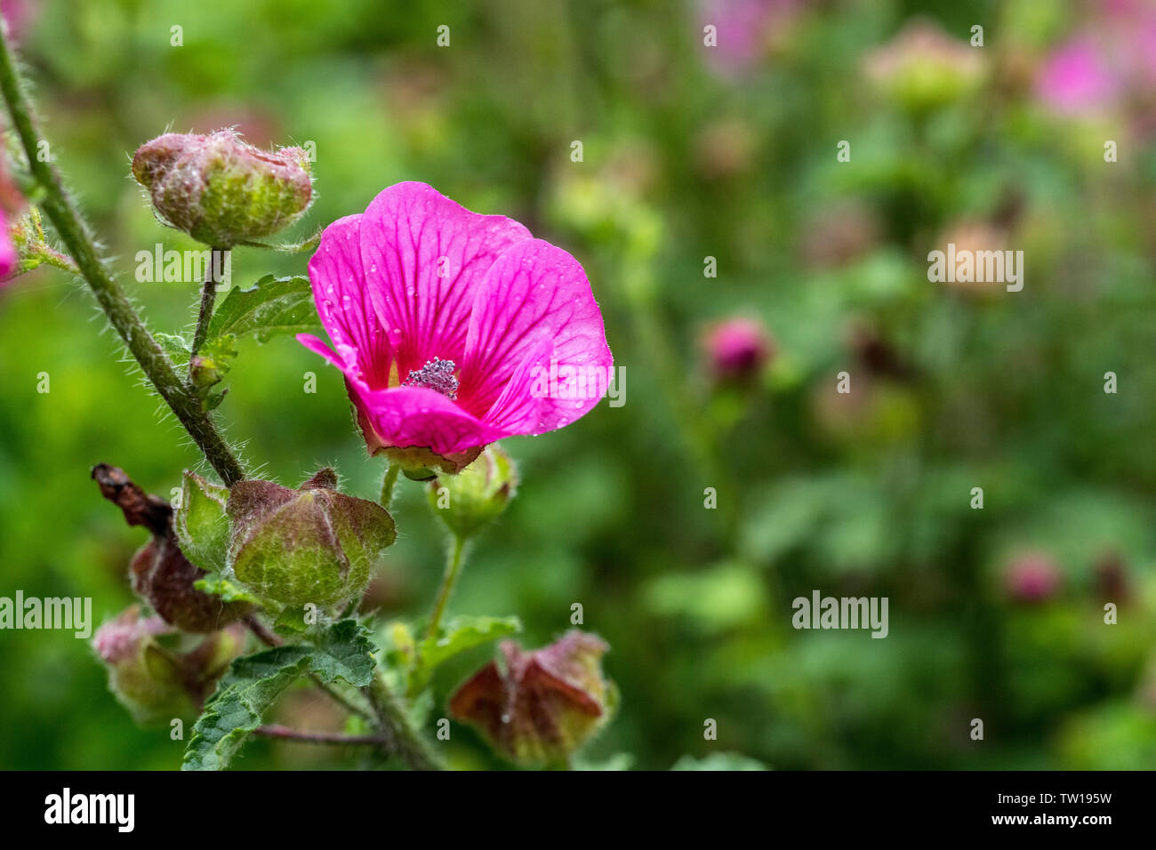 Lavatera sauvages malva fleur en rose pourpre avec un fond vert dans un jardin anglais Banque D'Images