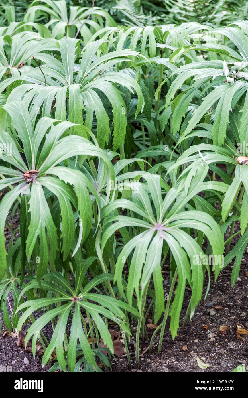 Syneilesis aconitifolia, plante parapluie déchiqueté Banque D'Images