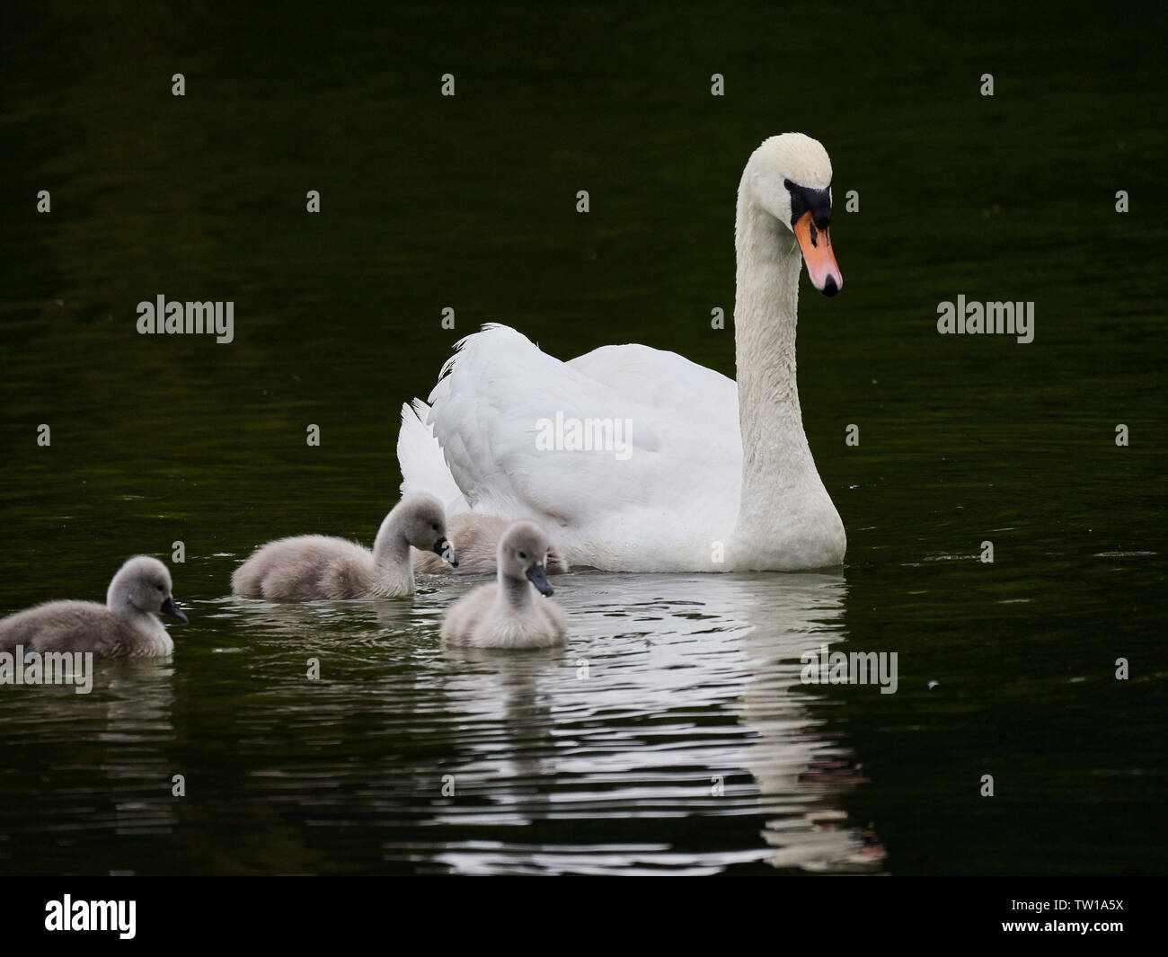 Un seul Cygne tuberculé (Cygnus olor) nager sur un lac avec son nouveau-né cygnets Banque D'Images