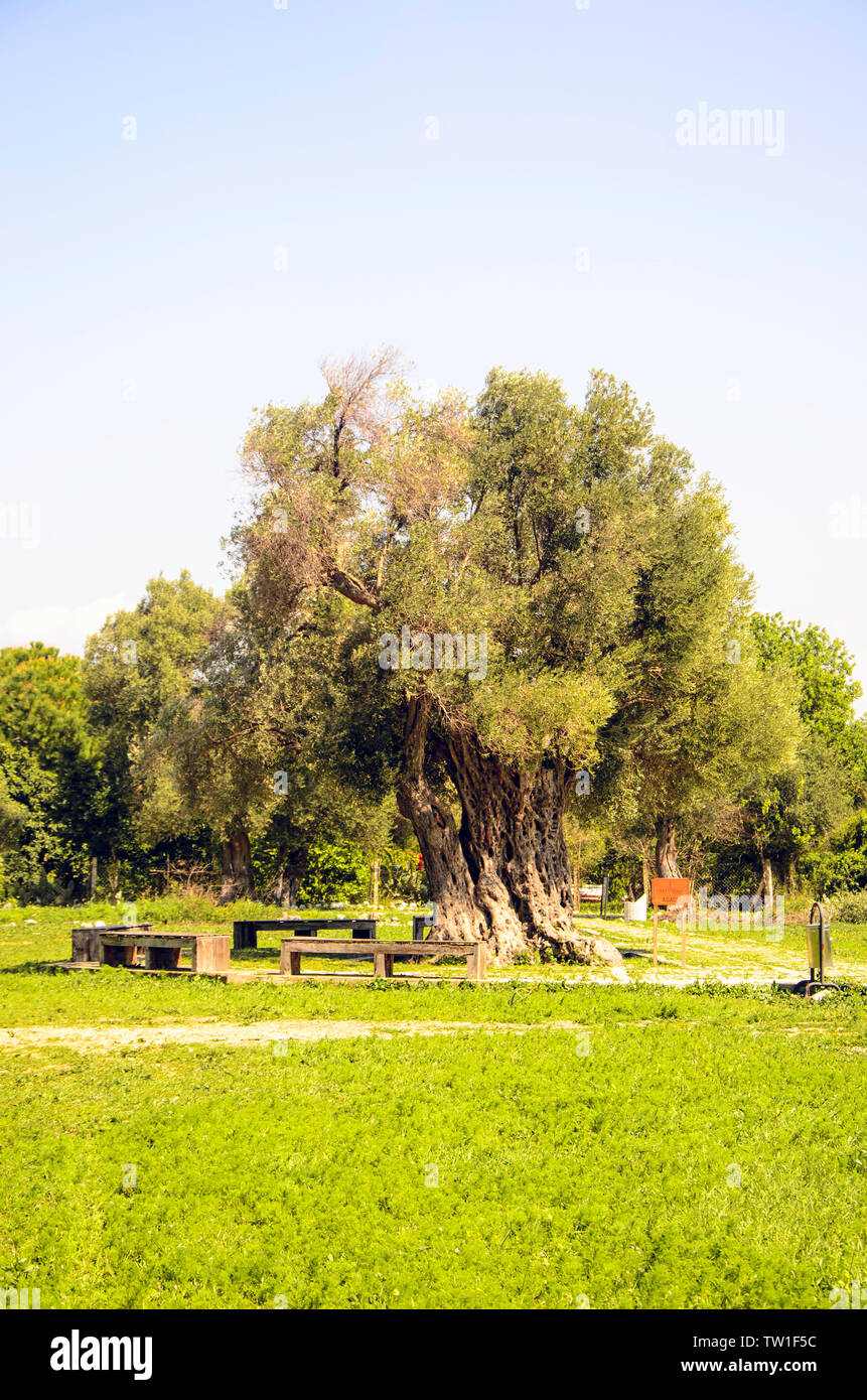 Arbre monumental à Teos ville ancienne. Sigacik, Seferihisar, Izmir, Turquie Banque D'Images