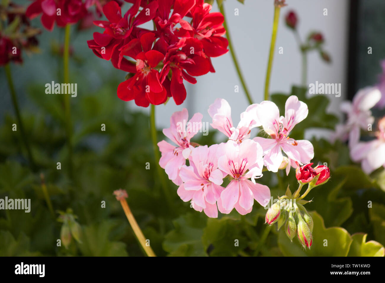 Les fleurs rouges dans le jardin Banque D'Images