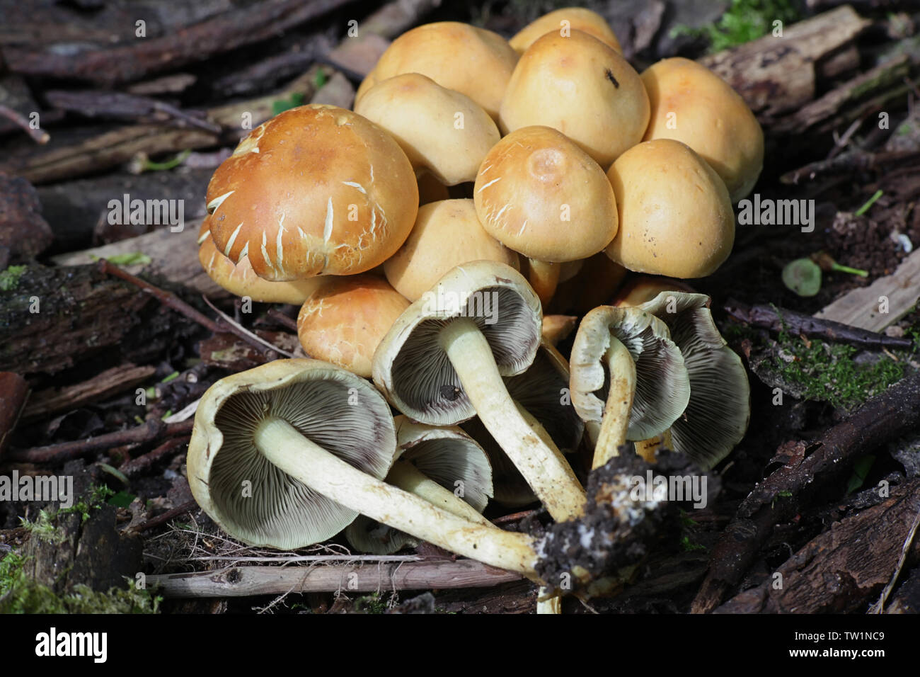 Hypholoma capnoides, connu sous le nom de touffe de conifères, un champignon comestible sauvage de la Finlande Banque D'Images