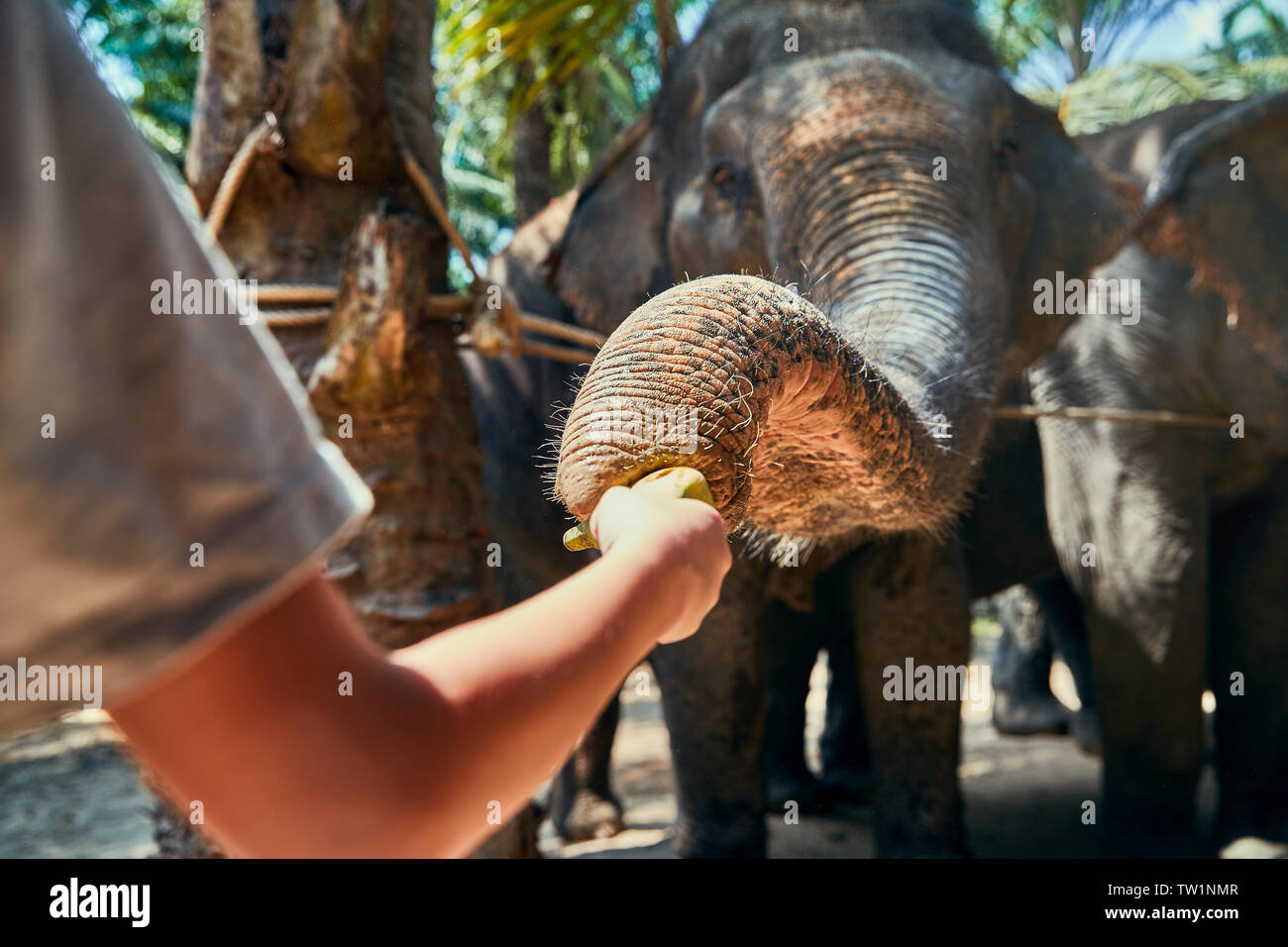 Petit garçon l'alimentation d'un groupe d'éléphants d'Asie bananes à un refuge pour animaux en Thailande Banque D'Images