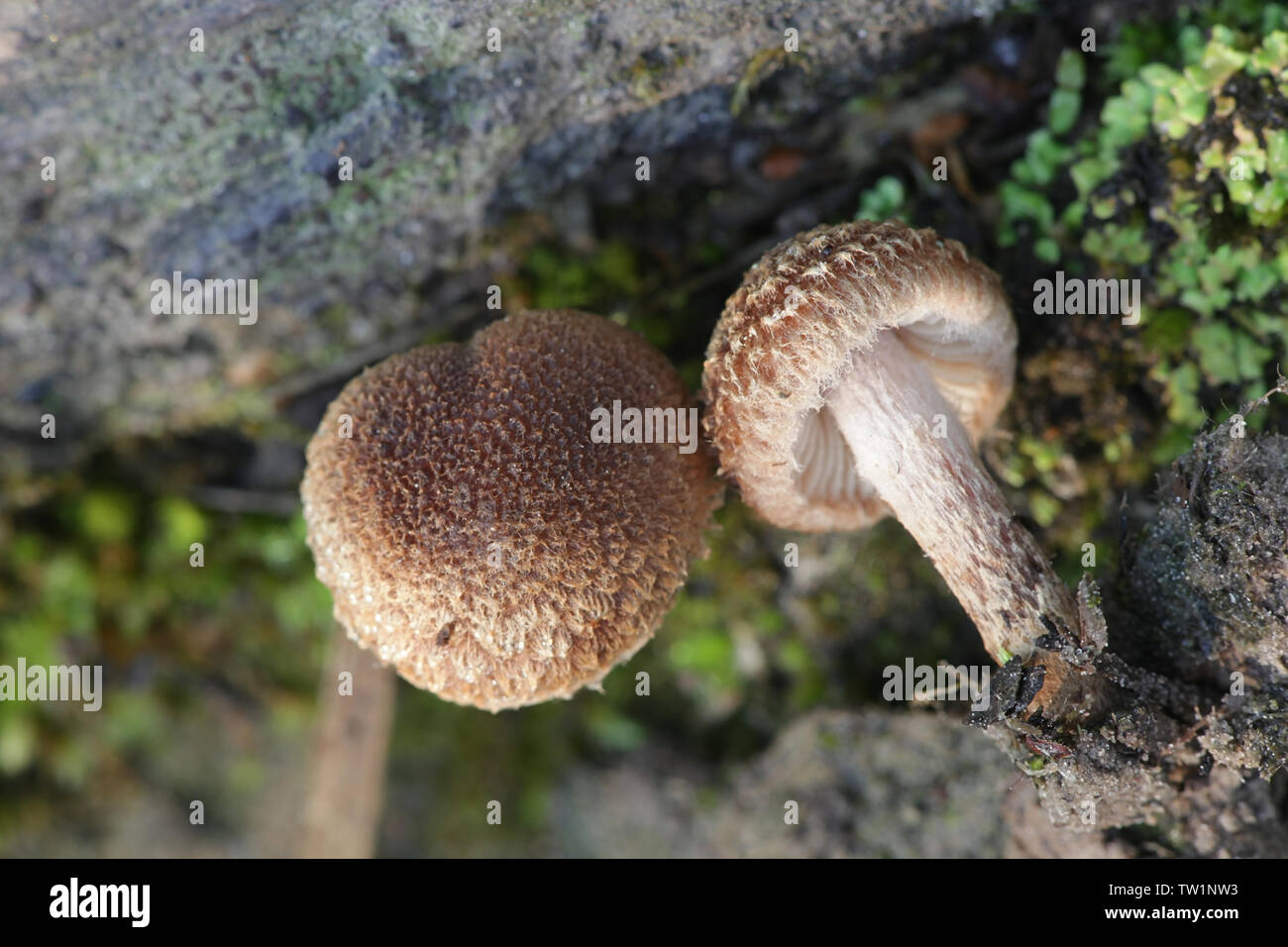 Inocybe lacera, communément appelé le déchiré fibrecap, un champignon vénéneux de Finlande Banque D'Images