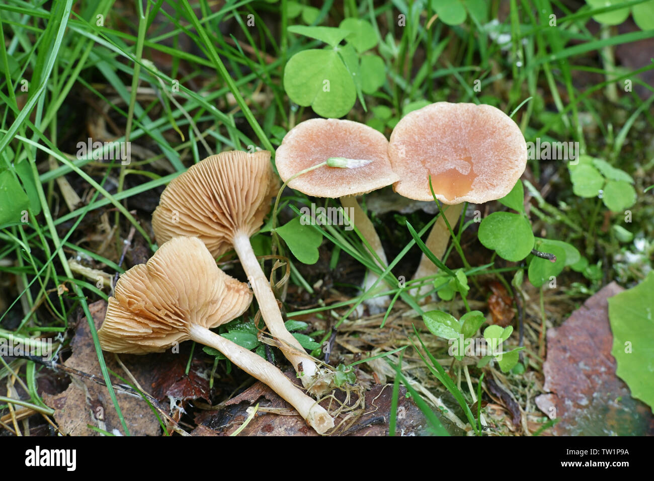 Psathyrella candolleana, connu comme brittlestem pâle ou champignons psathyrella commun Banque D'Images