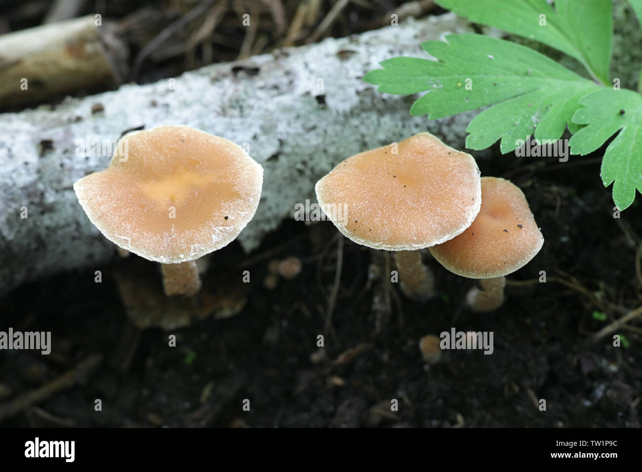 Psathyrella candolleana, connu comme brittlestem pâle ou champignons psathyrella commun Banque D'Images