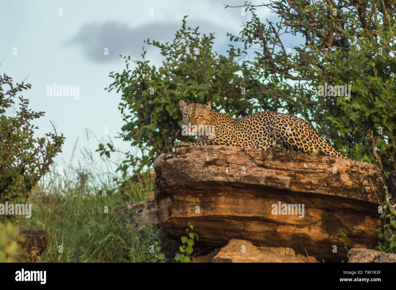 Un bain de Leopard sur un rocher dans le parc au centre du Kenya Samburu Banque D'Images