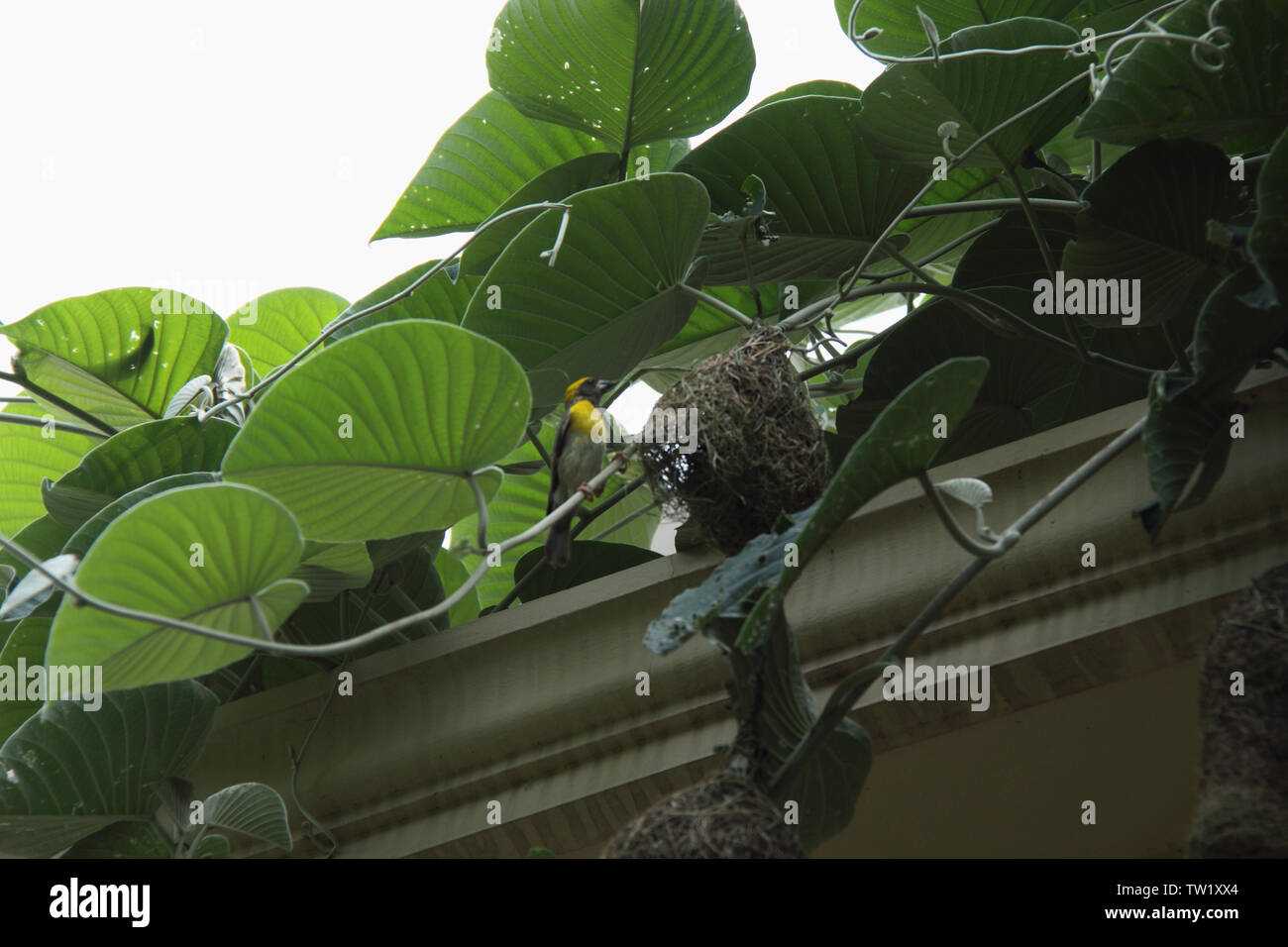 Baya Weaver (Ploceus phippinus) sur son nid, en Inde Banque D'Images