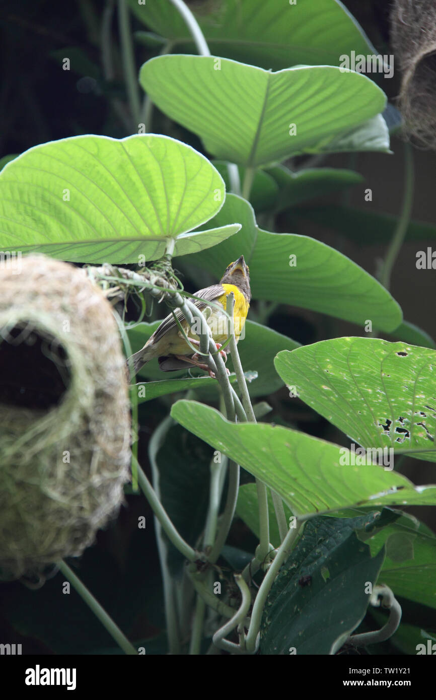 Baya Weaver (Ploceus phippinus) sur son nid, en Inde Banque D'Images