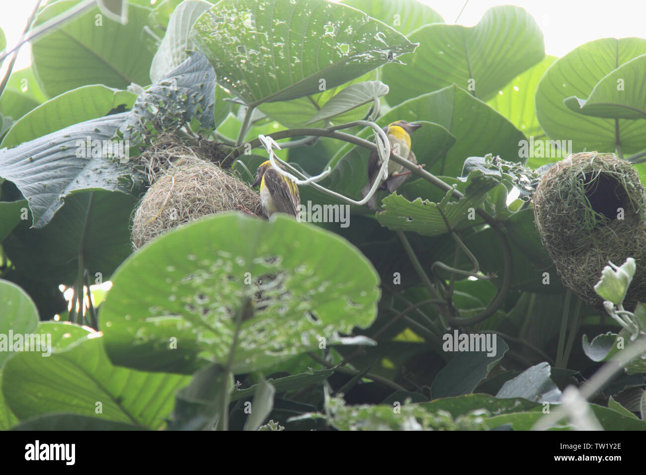 Baya Weavers (Ploceus phippinus) sur son nid, en Inde Banque D'Images
