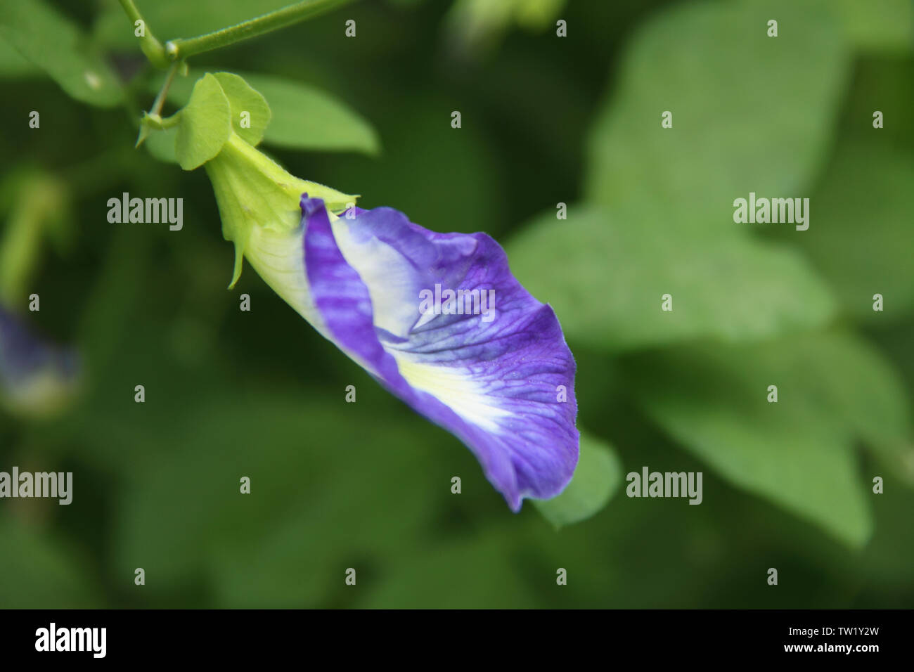Gros plan d'un Telang Bunga (Clitoria ternatea) Banque D'Images