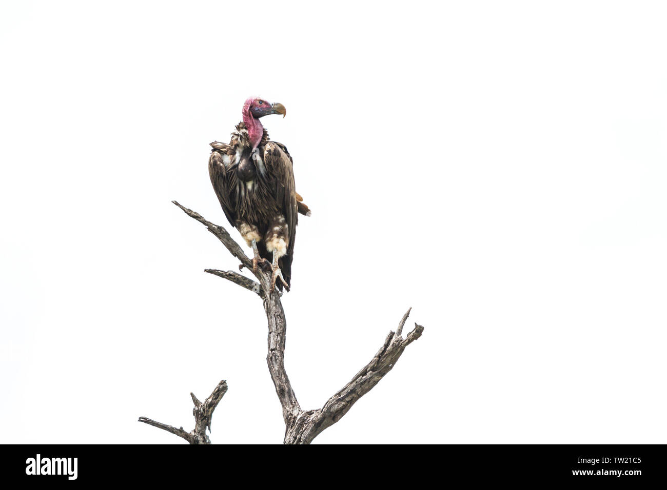 Agrion face Vulture isolé en fond blanc dans le parc national Kruger, Afrique du Sud ; Espèce Torgos tracheliotos Famille des Accipitridae Banque D'Images