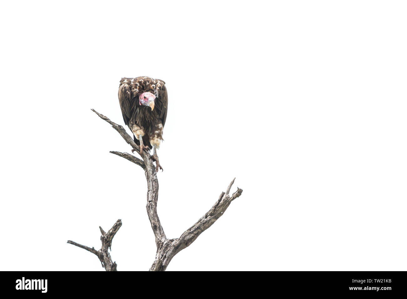 Agrion face Vulture isolé en fond blanc dans le parc national Kruger, Afrique du Sud ; Espèce Torgos tracheliotos Famille des Accipitridae Banque D'Images