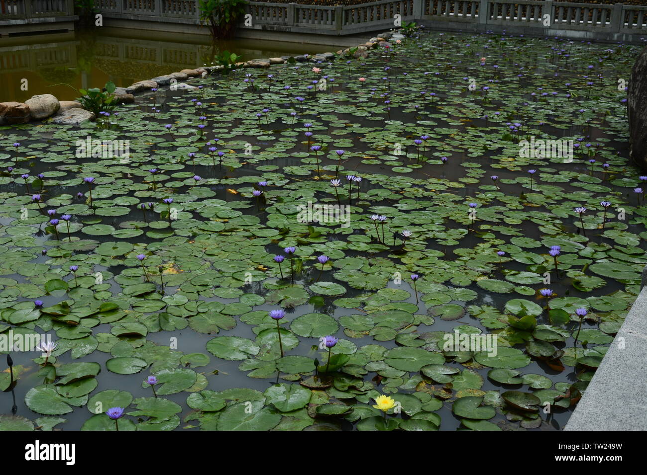 L'étang de lotus dans ce temple à Xiamen est vraiment beau Banque D'Images