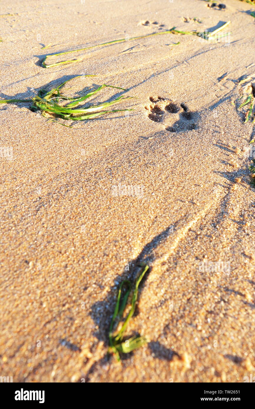 Empreinte de chien sur une plage de sable avec des algues déposées par des changements du niveau de l'eau Banque D'Images