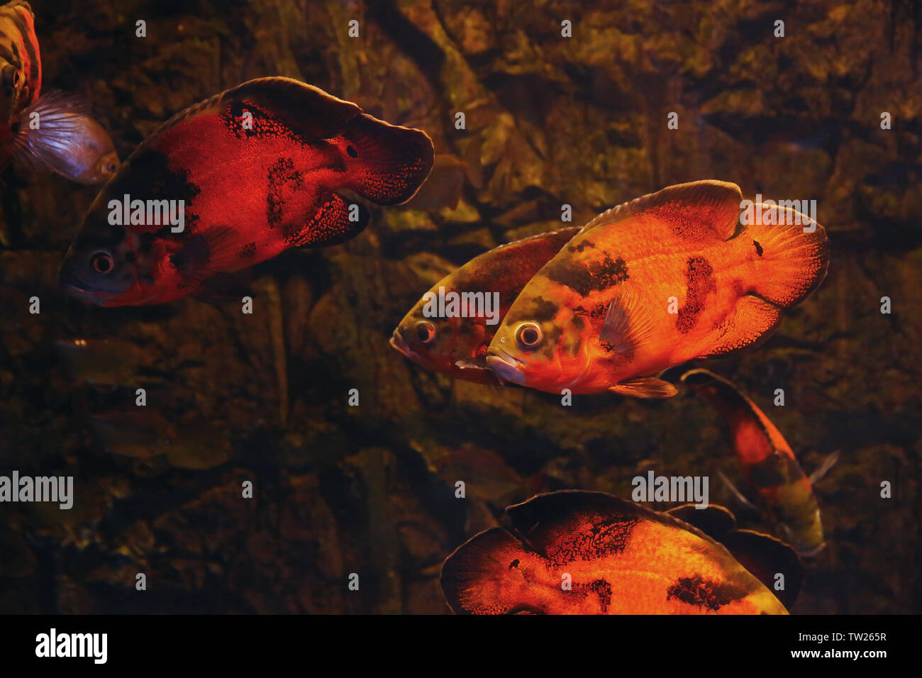 Poissons d'eau douce exotiques Banque de photographies et d’images à — free download