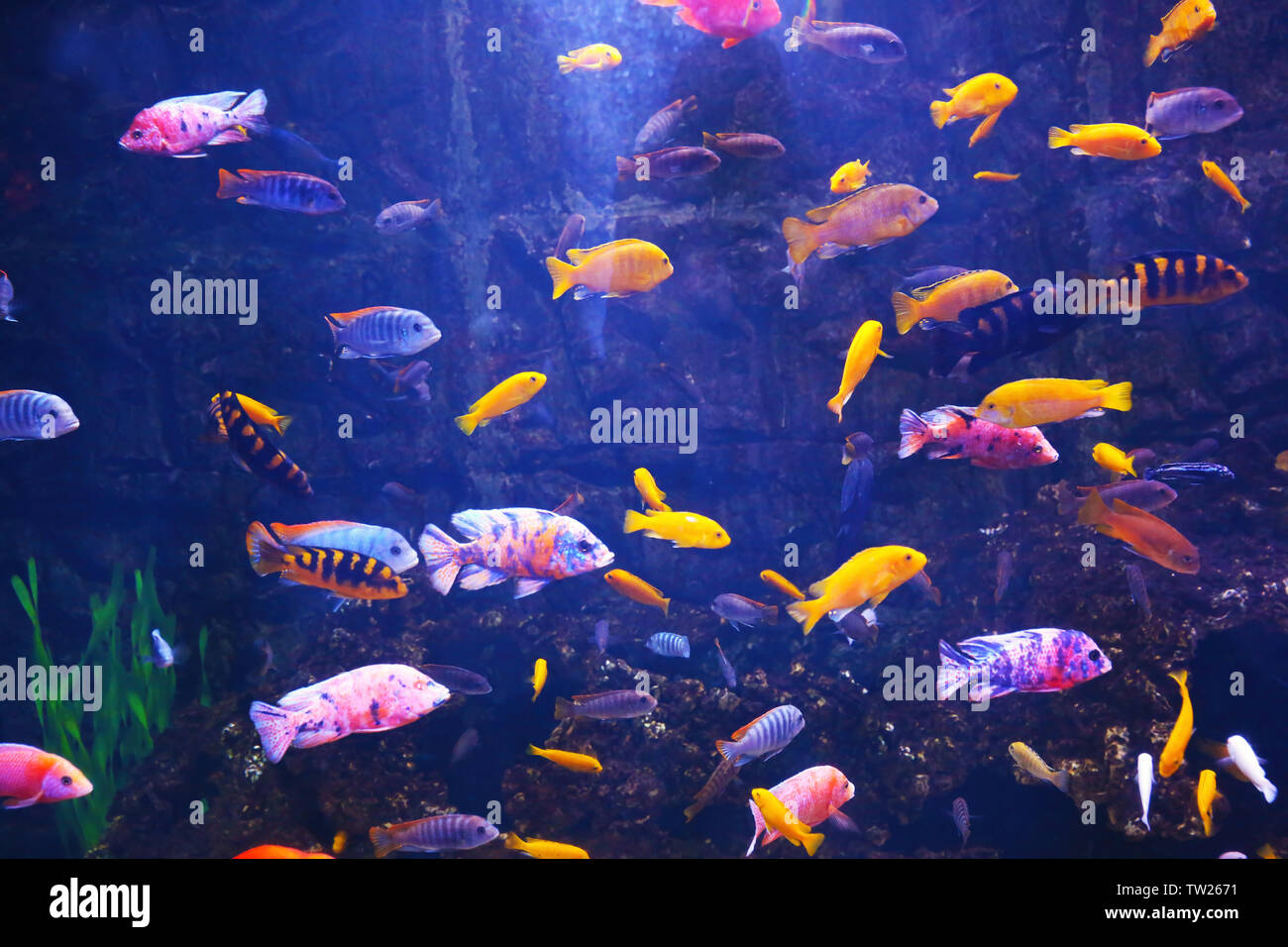 Poissons d'eau douce exotiques Banque de photographies et d’images à — free download
