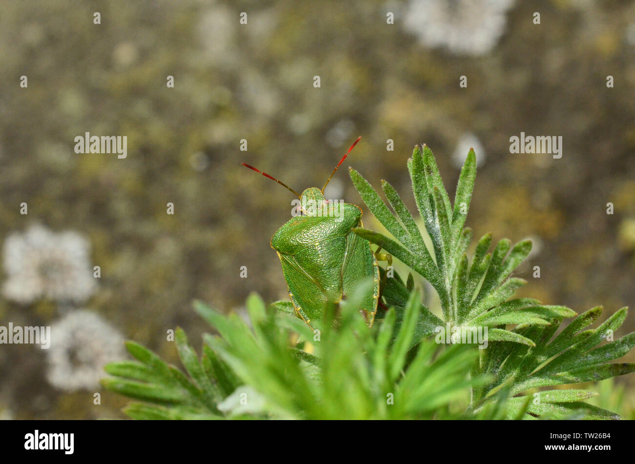 Close-up of a Green Shield bug, Palomena prasina, un insecte inoffensif Banque D'Images