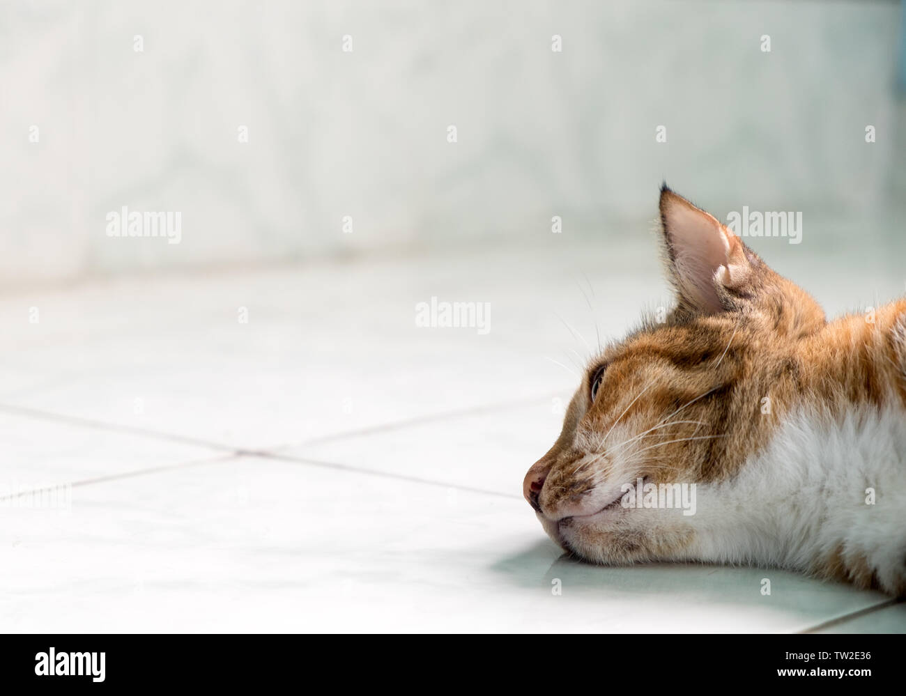 Chat jaune branche dormir sur bord du cadre Banque D'Images